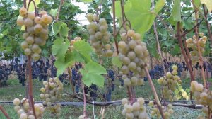 Виноград Сен пепин ES 2-8-2