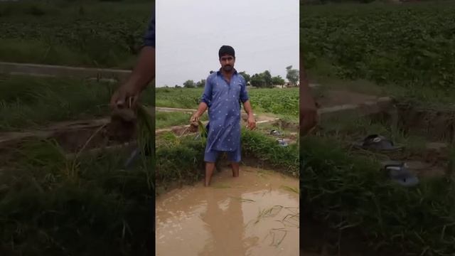 dahan ki kashit chawal ka karobar kasy karty hain смотреть онлайн
