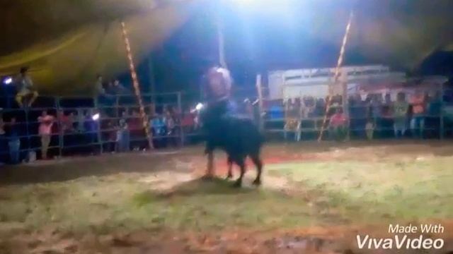 El REAL HACENDADO DE RANCHO HACIENDA VIEJA DE LOS HERMANOS LUNA смотреть онлайн