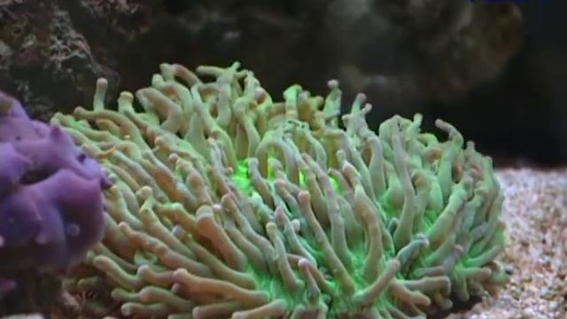 CORAL keeping How to make them thrive смотреть онлайн