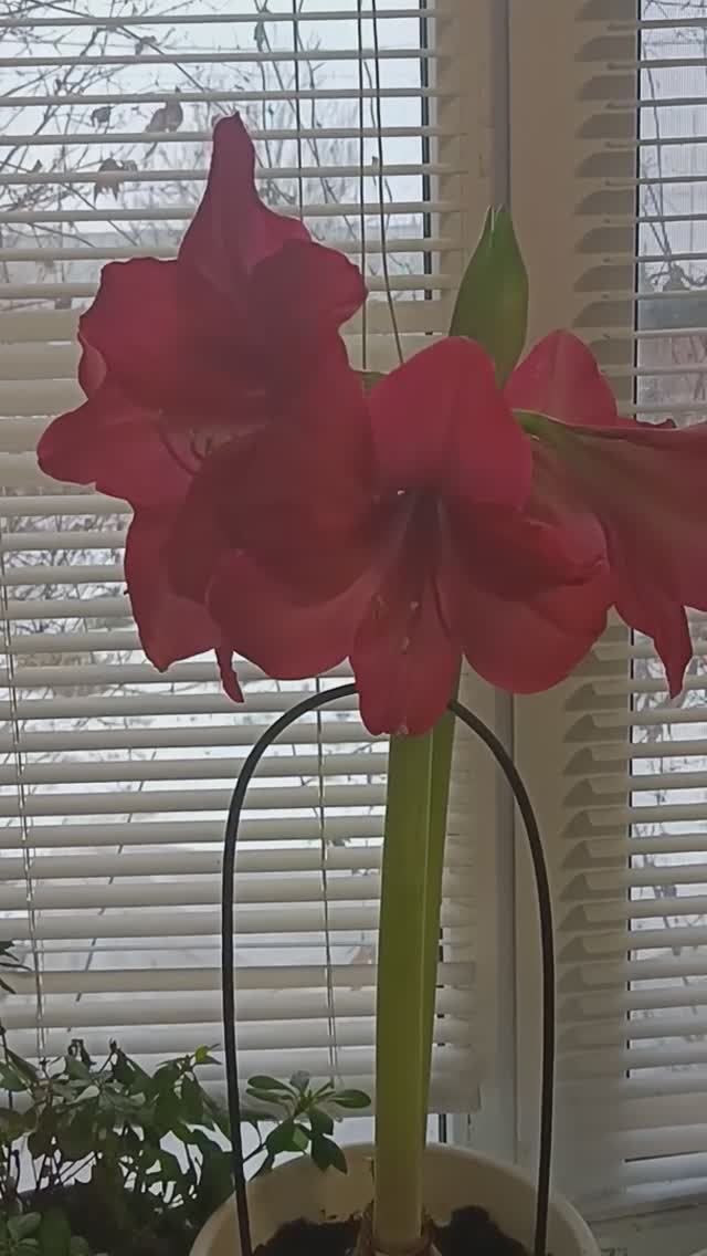 Цветение амариллиса/гиппеаструма Плеже в декабре смотреть онлайн