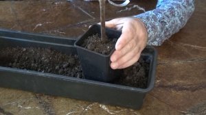 Проращивание черенков винограда на воде. Часть 2