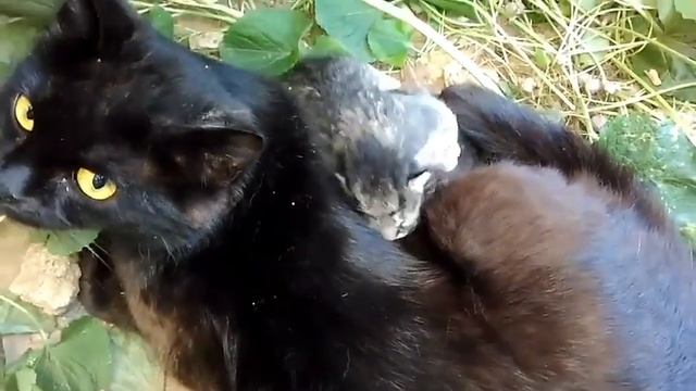 Слепые котята. смотреть онлайн