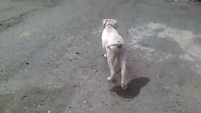 голос собаки смотреть онлайн