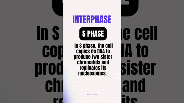 Interphase Of Cell Cycle | G1, S And G2