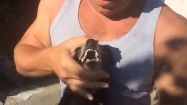 Собака, которую никогда не гладили смотреть онлайн