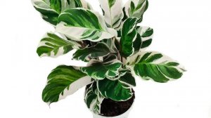 №19. Калатея Фьюжн Вайт. Деление и пересадка. Неожиданная неприятность.