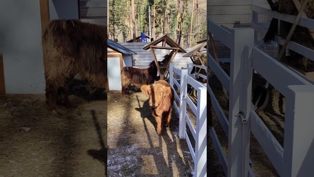 Хайленды Пух и Бетти 🦬 смотреть онлайн