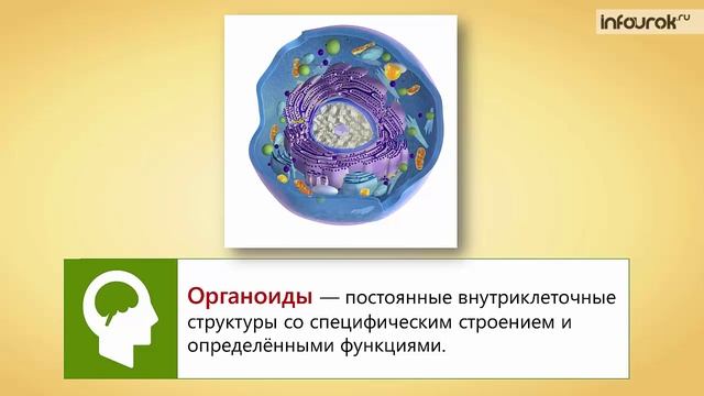 6. Внешняя и внутренняя среда организма. Строение и функции клетки. Роль ядра в передаче наследствен смотреть онлайн