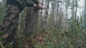 Первая проверка капканов на куницу. Куница в ящичной ловушке от СУАС. Немного покопали металл.