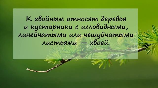 Секреты лесника смотреть онлайн