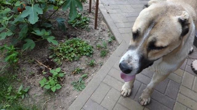 кот кость и алабай смотреть онлайн