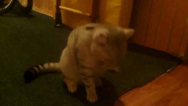 Кот чихает! смотреть онлайн