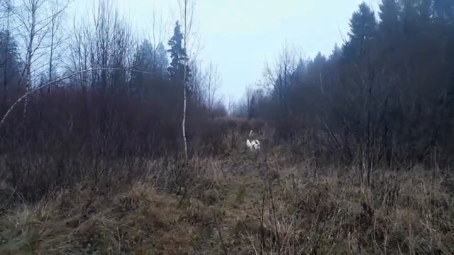 Лес. Туман. Голодные игры смотреть онлайн