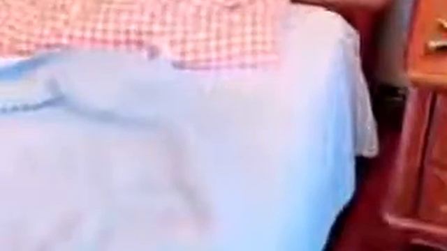 милые собаки смотреть онлайн