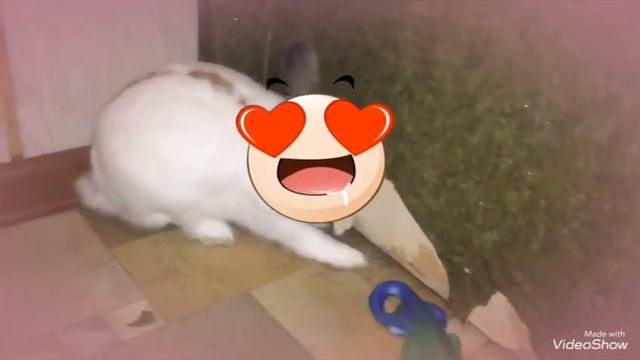 Ужин кролика смотреть онлайн
