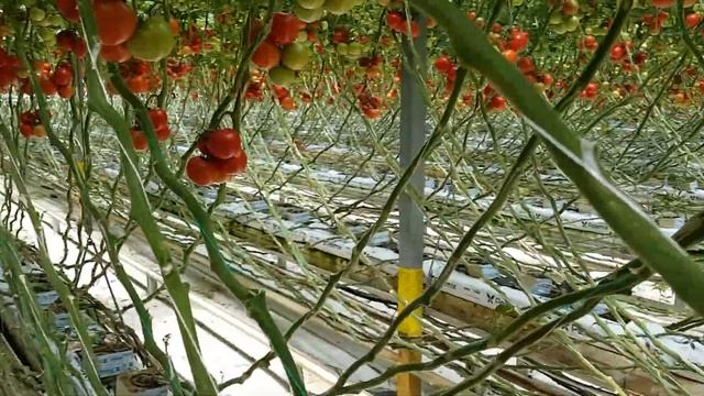 Pelemix Coco Coir Products смотреть онлайн