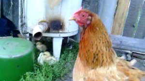 НАСЕДКА ЗАЩИЩАЕТ ПТЕНЦОВ