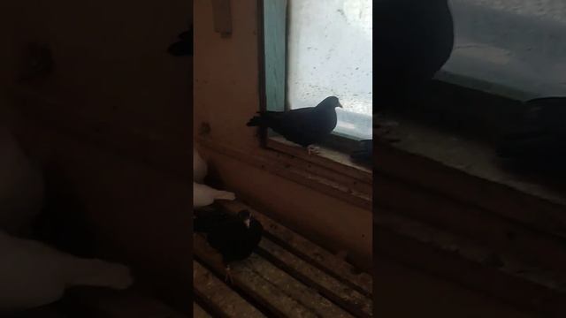 НАШЕ БУДУЩЕЕ Феникс-Москва участник Макс смотреть онлайн