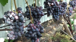 Виноград Фурор