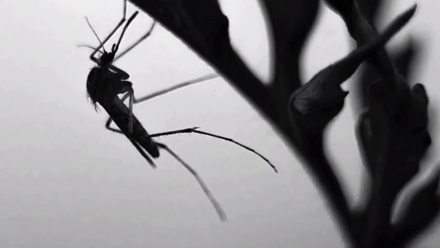 Забавные истории о домашних животных с маленькими героями