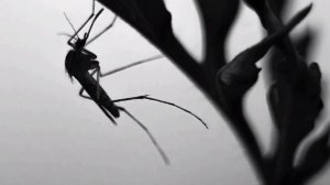 Звук комара