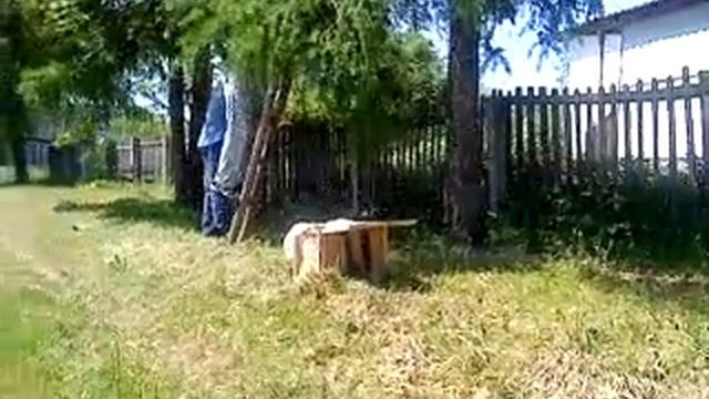 Снятие роя. смотреть онлайн