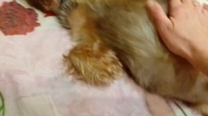 Собака дома метит углы,что делать??!🐕