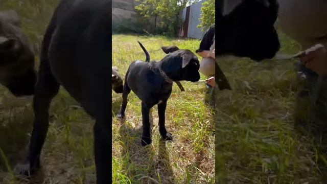 Девочка щенок 4 мес взять в добрые руки Ангарск Право на жизнь