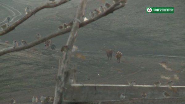 13112020 КЪАХЬЕГАМХО АРЧАКОВ КОДЗОЕВ