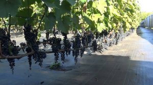 Виноград  Мукузани Урожайность 2024г. На 9.09  Br 26.  Кустам 3й год.