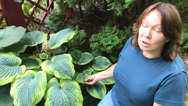 Хосты Frances Williams, Tokudama Flavocincinalis смотреть онлайн