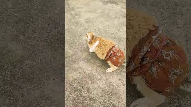 my Rabbit 🐇😊 смотреть онлайн