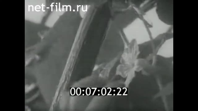 1978г. г. Владимир. делегация из Чехословакии смотреть онлайн
