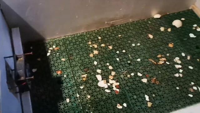 Грязное видео, я такой... птицевод смотреть онлайн