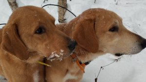 Охота на зайца с русскими гончими.22-12-2024