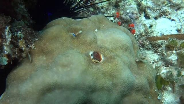Christmas Tree Worm - Wiehnachtsbaumwurm смотреть онлайн