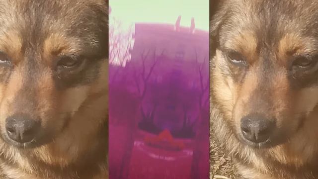 Беляш насрал в помогатор и кайфует смотреть онлайн