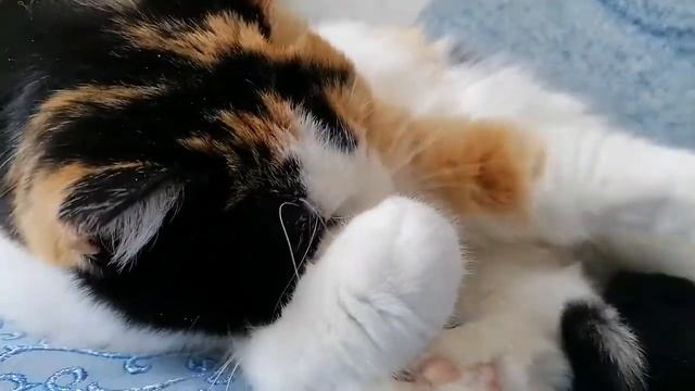 Трёхцветная кошечка. Tricolor cat. смотреть онлайн