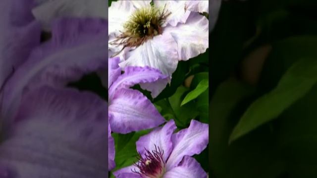 Клематис. Дмитрий Шлапак смотреть онлайн