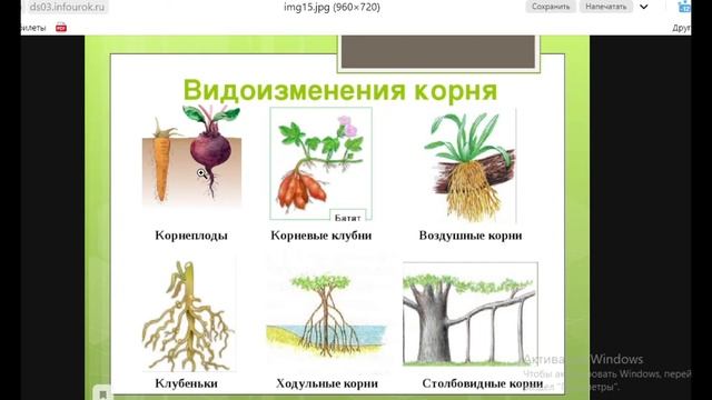 Биология с нуля Ч.14. Корни. смотреть онлайн