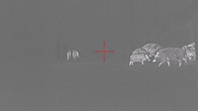 Охота на кабана на кормушке с подхода. смотреть онлайн