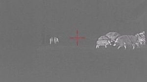 Охота на кабана на кормушке с подхода.