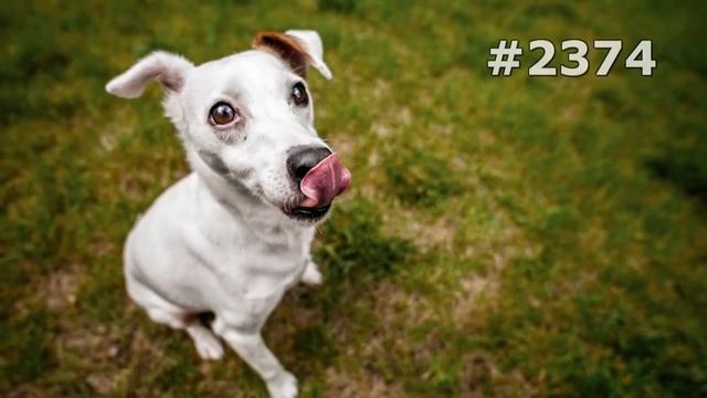 #2374. Собаки (В мире животных) смотреть онлайн