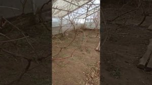 Обработка винограда весной. Всё о жизни в деревне на Урале