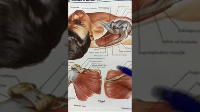 A QUICK look at the ROTATOR CUFF muscles #shoulder #shoulderpain #pain смотреть онлайн