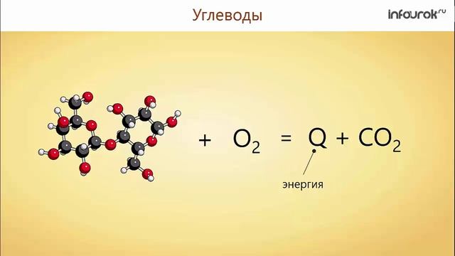 28. Питание и его значение. Органы пищеварения и их функции смотреть онлайн