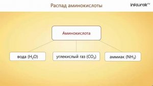 33. Пластический и энергетический обмен