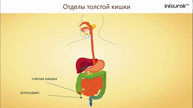 31. Всасывание питательных веществ в кровь смотреть онлайн