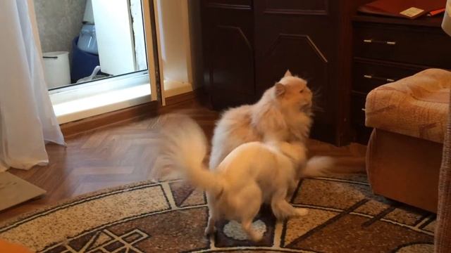 Собака издевается над котом (Жанн и Лева) смотреть онлайн